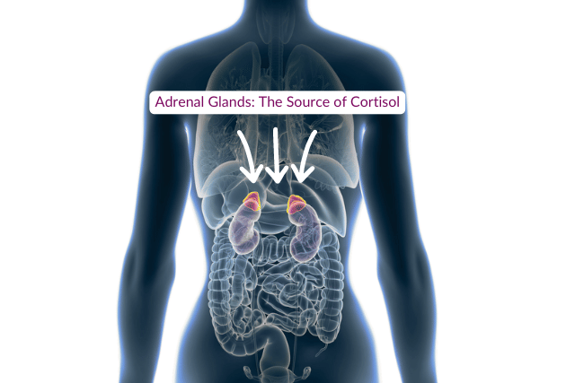 cortisol belly fat