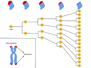 telomeres shortening